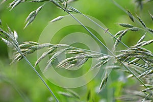 Grass Bromus grows in grasslands