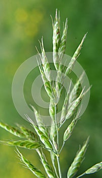 Grass Bromus grows in grasslands