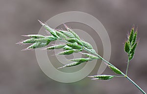 Grass Bromus grows in grasslands