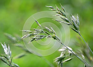 Grass Bromus grows in grasslands