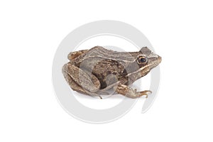 Grass brown frog sitting on a white background,,