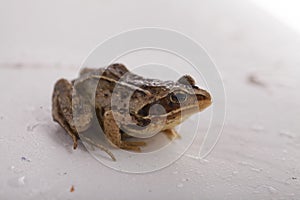 Grass brown frog sitting on a white background.