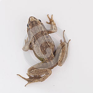 Grass brown frog sitting on a white background..