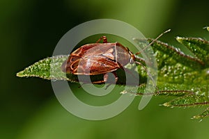 Grass bug, Miridae Lygus pratensis