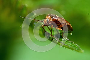 Grass bug, Miridae Lygus pratensis