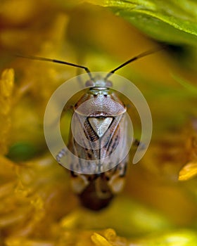 Grass bug, Miridae Lygus pratensis