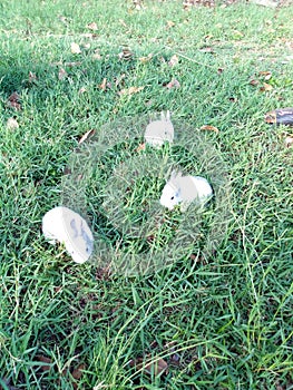 Grass bunnies mingle together lusaka