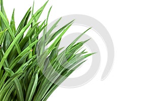 Grass bush on white background