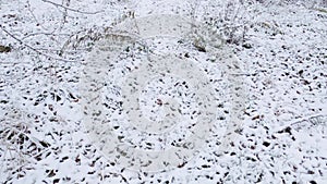 Grass among bushes covered with snow in forest during snowfall