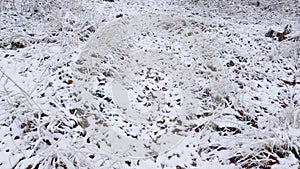 Grass among bushes covered with snow in forest during snowfall