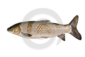 Grass carp