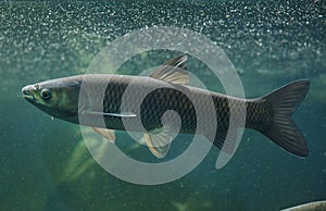 Grass carp Ctenopharyngodon idella