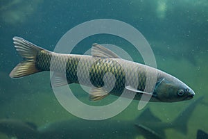 Grass carp (Ctenopharyngodon idella).