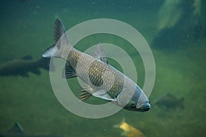 Grass carp (Ctenopharyngodon idella).