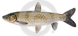 Grass carp fish with scales. Raw river fish. Fresh goldfish, side view. Isolated on white background