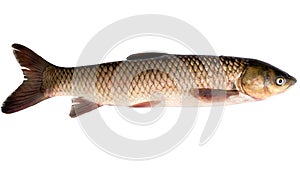 Grass carp or white amur