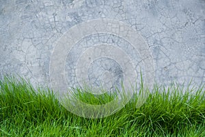 Grass on cement wall
