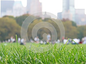 Grass in Central Park