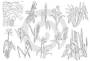 Grass Cereal Corn Rice Sugar Cane Plants Vector Outline