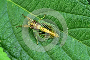 Grass cicada