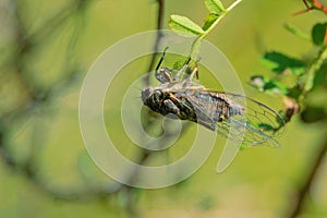 Grass cicada