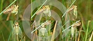 Grass cicada emergence photo