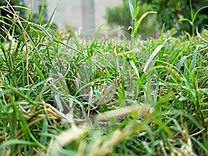 Grass clarity photo