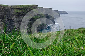 Grass at Cliffs of Moher