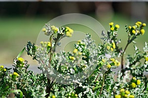 Grass close-up in green lawn, blured background, fresh texture