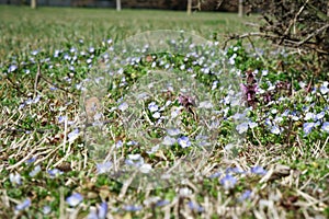 Grass close-up in green lawn, blured background, fresh texture