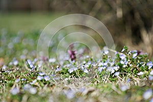 Grass close-up in green lawn, blured background, fresh texture