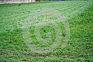 Grass close-up in green lawn, blured background, fresh texture