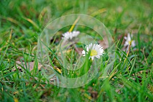 Grass close-up in green lawn, blured background, fresh texture