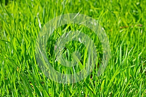 Grass close up with shallow depth of field