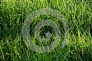 Grass close-up in the sunset light. Background of green grass