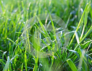 Grass closeup