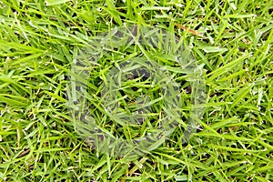 Grass Closeup