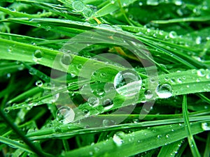 Grass closeup