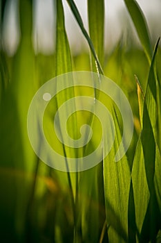 Grass Closeup