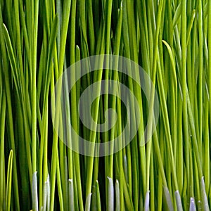 Grass Closeup