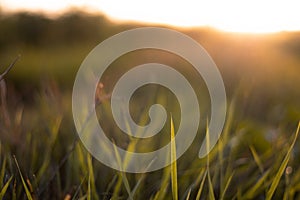 Grass closeup during sunset golden hour