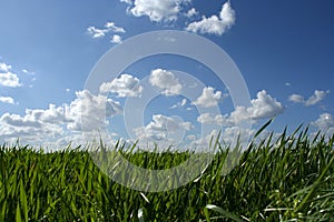 Grass and cloudy sky