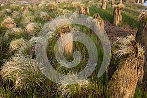 Grass clumps and wood pilings.