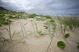 Grass on coastal sand dunes