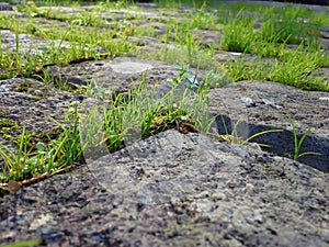 Grass Between Cobbles - Closeup