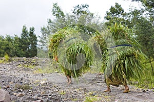 Grass Collecting at Mount Merapi, Indonesia photo