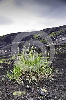 Grass colonising a bleak lava landscape