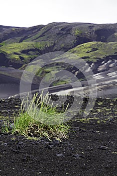 Grass colonising a bleak lava landscape