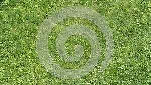 Grass with colver texture