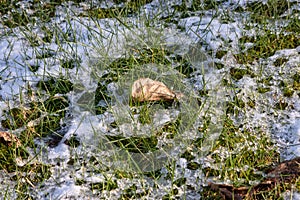 Grass coming up through melting snow around a leaf